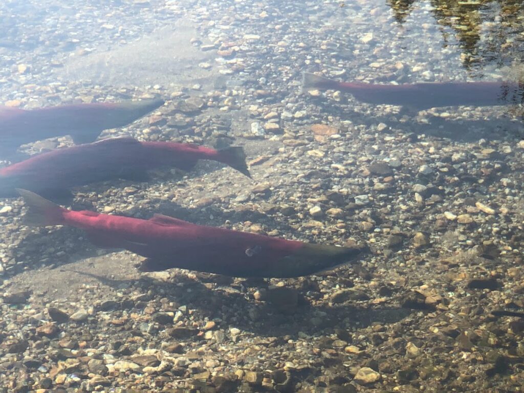 IMG 0284 2 Nelson, BC & Kokanee Creek Provincial Park: A 3-Night Camping Road Trip from Kelowna