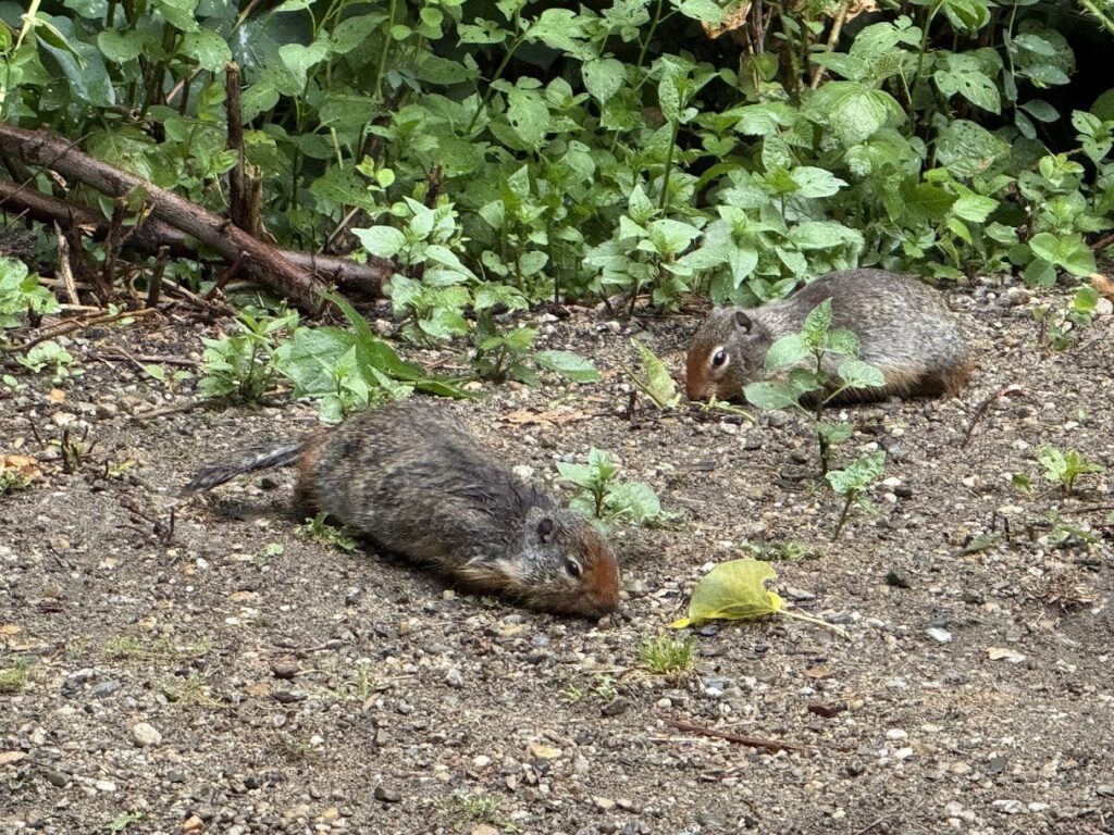 IMG 4109 Nelson, BC & Kokanee Creek Provincial Park: A 3-Night Camping Road Trip from Kelowna